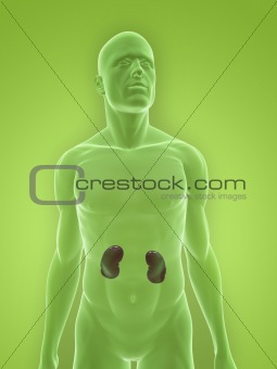 male kidneys