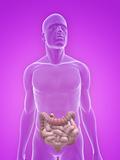 male colon and small intestines