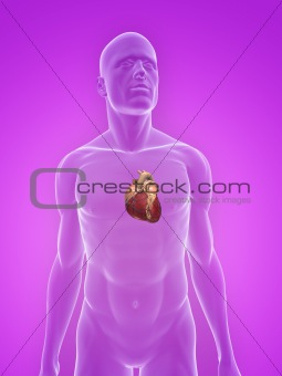 male heart