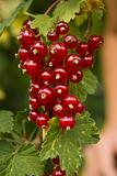 The red currants in the garden