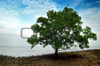 Mangrove Tree.