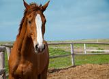 Horses portrait / farm  / blue sky and green grass