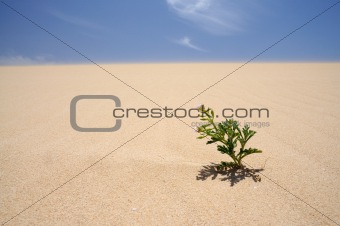Succulent plant in the dune at the canary island Fuerteventura, Spain