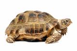 Reptile turtle