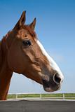 Horses portrait / farm  / blue sky and green grass