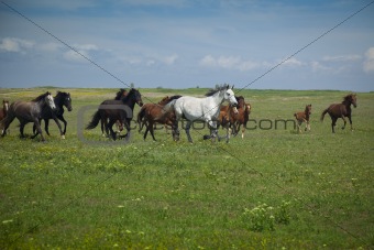 Horses Running / blue sky and green grass
