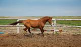 Horse Running / sports training