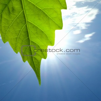 leaf sun bathed