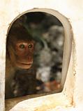 monkey looking through the window