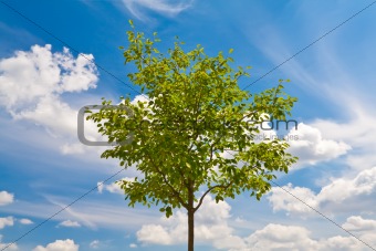 Green tree on blue sky