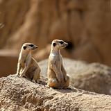 Two suricata standing alert.