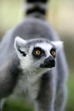 Madagascar Ring Tailed Lemur