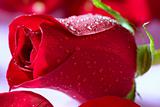 Red rose macro with water droplets