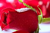 Red rose macro with water droplets