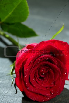 Red rose macro over dark black wood