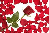 Red rose in a petals border frame