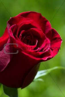 Macro red rose, blurred green grass background
