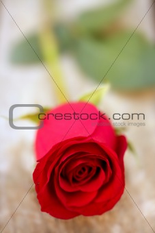 Red rose over old aged teak wood