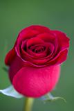 Macro red rose, blurred green grass background