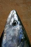 Bonito tuna, Sarda Sarda, close up portrait macro