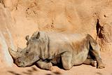 Rhinoceros rest on warm orange soil