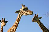 Giraffe portrait, head and neck over blue sky