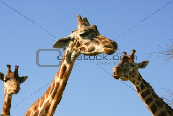Giraffe portrait, head and neck over blue sky