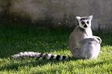 Madagascar Lemur getting sun bath