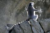 Madagascar Lemur getting sun bath