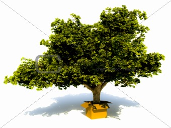 Tree in a box