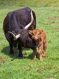 highland calf and mother