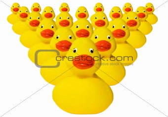 Group of rubber duckies