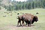 Buffalo herd grazing