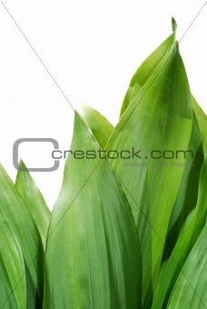 Group of green leaves