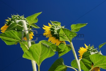 Sunflowers viewed from the back