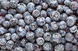 Bunch of Blueberries Background Macro Image.