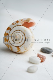 Close-up of cone shaped seashell.