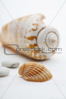 Close-up of seashell arrangement.