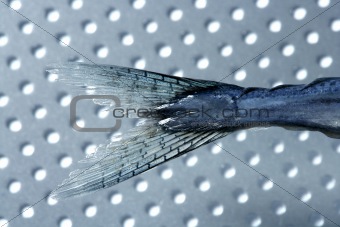 Needle fish tail, uncooked macro studio shot