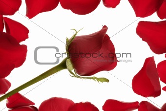 Red rose in a petals border frame