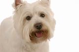 happy west highland white terrier
