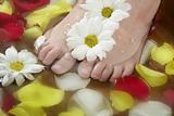 Aromatherapy, flowers feet bath, rose petal