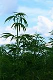 field of cannabis