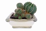Cactus in stone pot. 