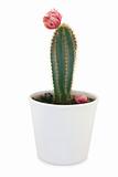 Cactus with flower in pot. 