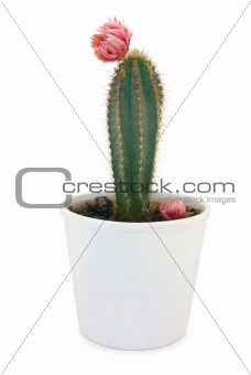 Cactus with flower in pot. 