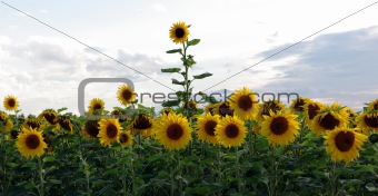 Sunflower Breaks Through