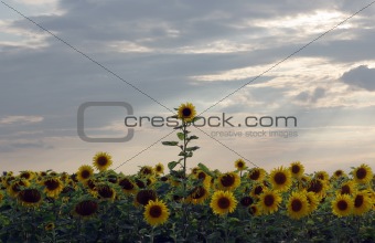 Sunflower Breaks Through the Crowd