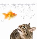 angry cat and gold fish 