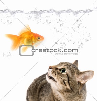 angry cat and gold fish 